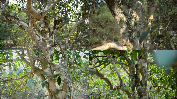 普洱古茶树生态实拍素材