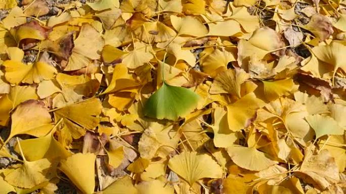 银杏叶秋天的黄色叶子与绿色