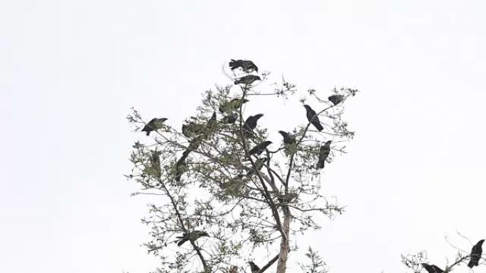 一群乌鸦在树上鸣叫