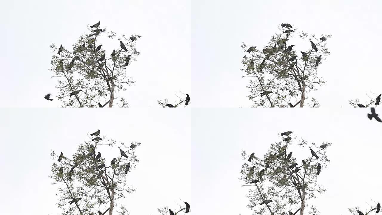 一群乌鸦在树上鸣叫