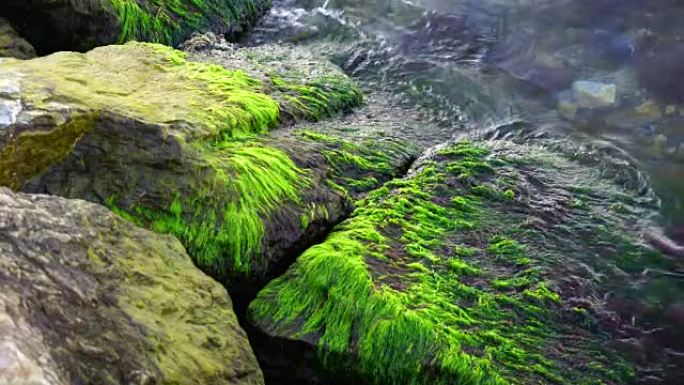 海藻在海波的岩石上