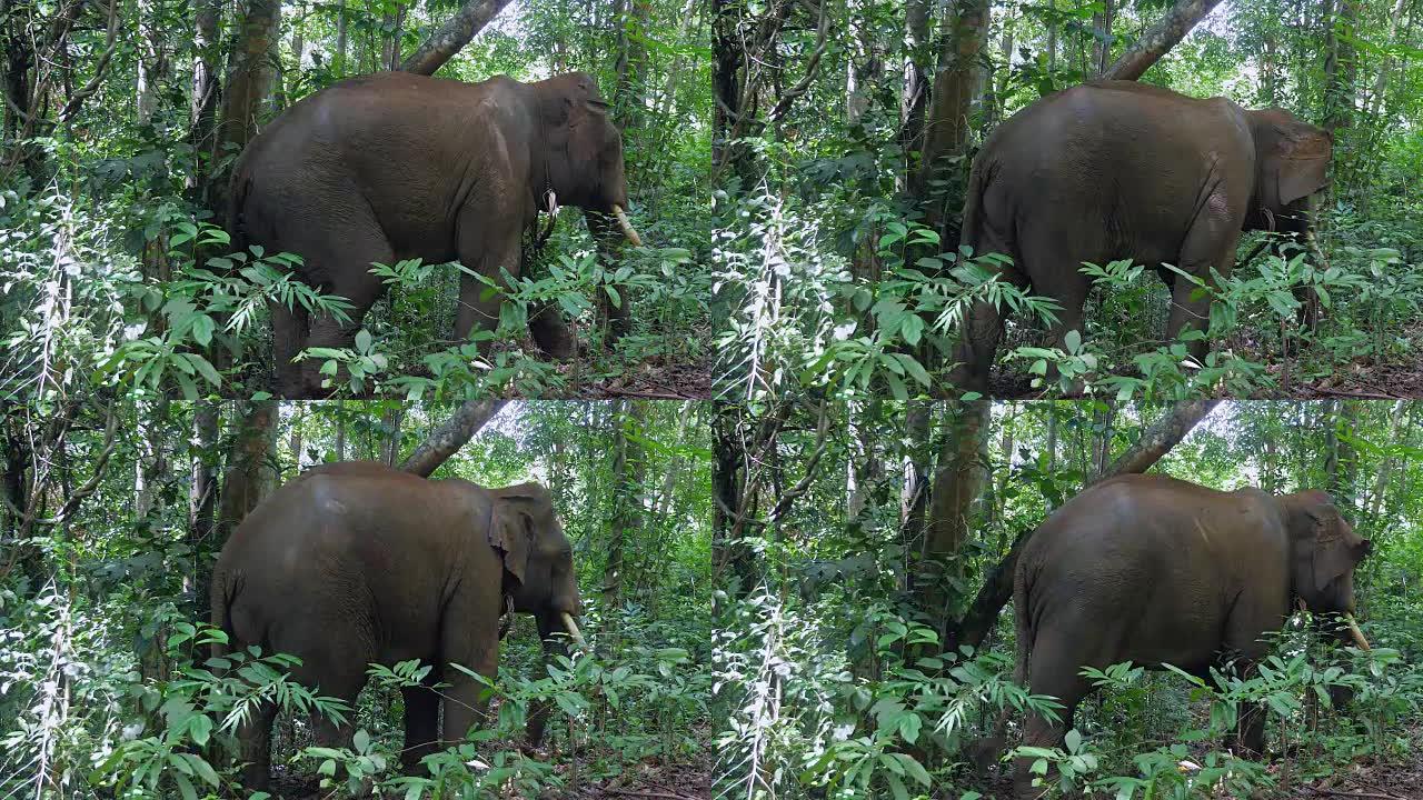 大象在树上挠着背