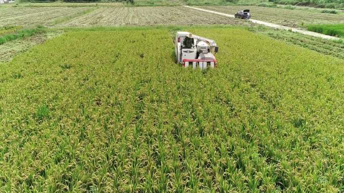 乡村振兴 机械水稻收割