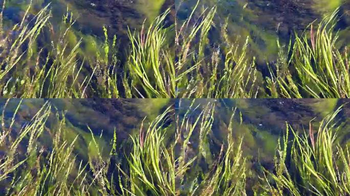 阿尔泰河库尔库雷克透明水视频。水草和绿藻在底部可见，在溪流中mooving。