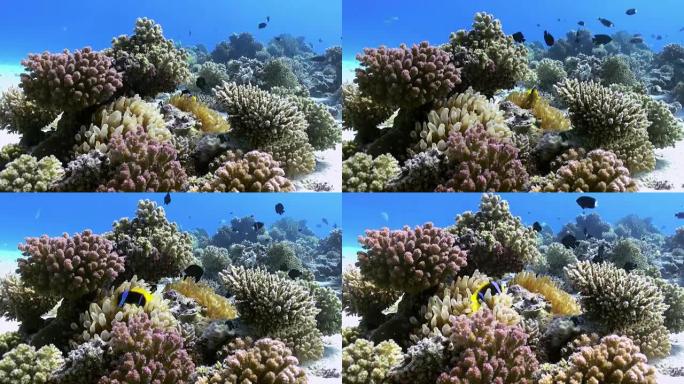珊瑚礁海底海葵和小丑鱼