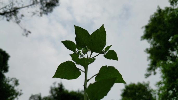 春日芳草地细雨润物