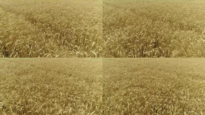 黄穗小麦在风中摇摆，麦穗成熟的背景田，收获