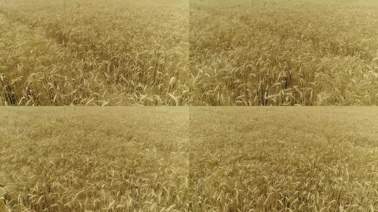 黄穗小麦在风中摇摆，麦穗成熟的背景田，收获