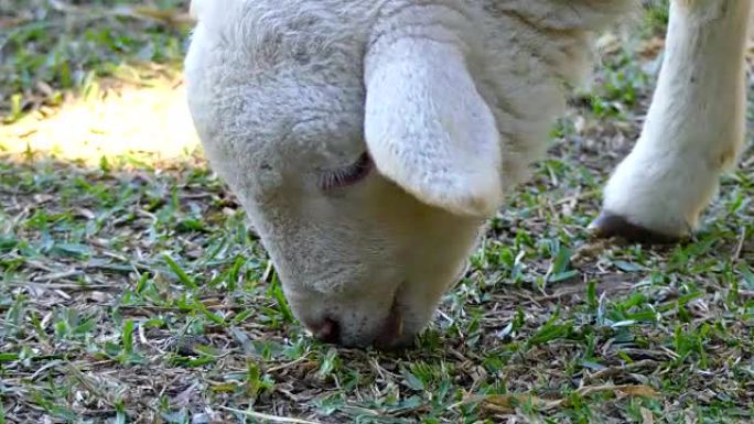 Close up Head of Lamb chew grass.