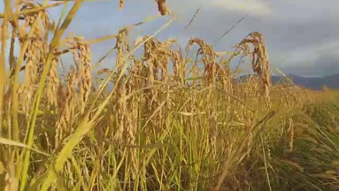 成熟的小麦，水稻，黑麦田准备收获