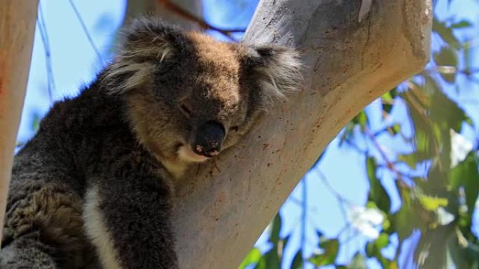 树袋熊睡在树枝上睡觉的树袋熊桉树中毒的树