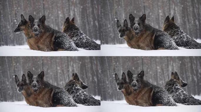 牧羊犬。牧羊犬在雪地里奔跑