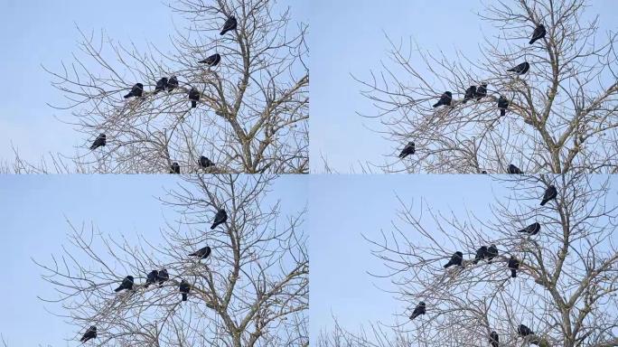 鸟在老树的树枝上黑乌鸦。白色户外背景上的轮廓
