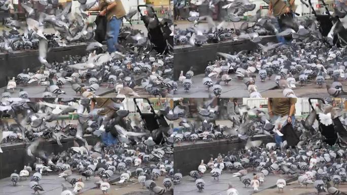 老妇人在街上慢动作喂鸽子