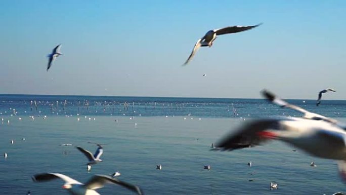 一群海鸥在蓝天上飞越大海