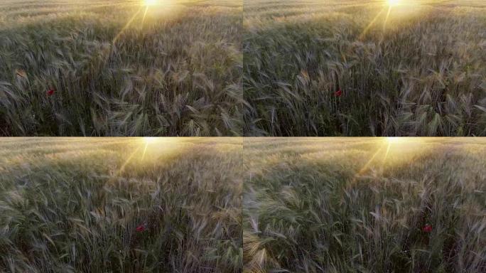 金色小麦在微风中轻轻摇曳的景色