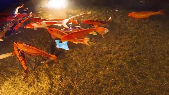 大型橙色水族馆鱼在水中游泳