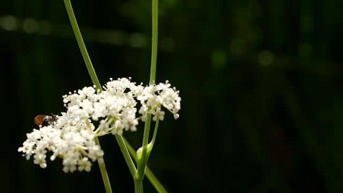 在白花上飞翔