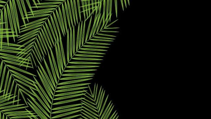 椰树叶子透明框架随风移动循环和复制空间动画4K在黑色背景上与阿尔法通道