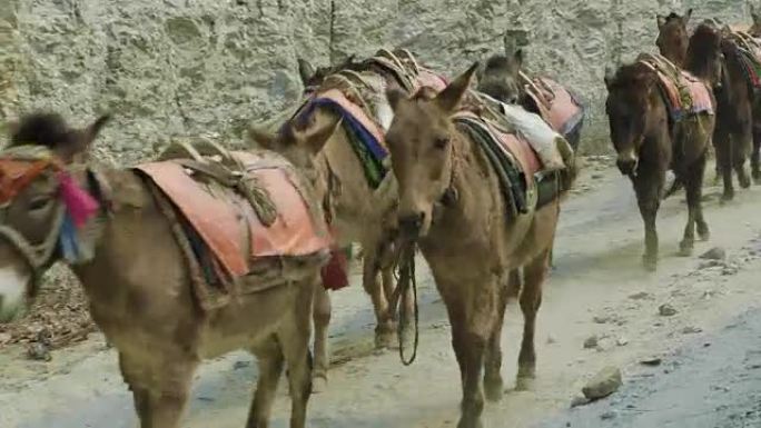 驴在尼泊尔高山小径上承载着很大的负荷。