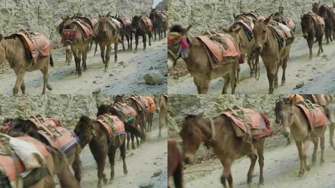 驴在尼泊尔高山小径上承载着很大的负荷。