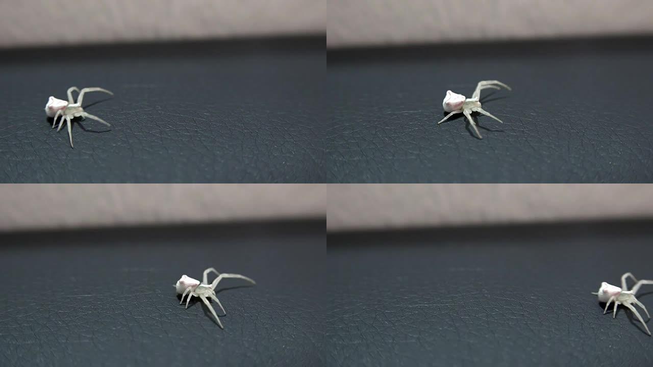 一枝黄花蟹蜘蛛