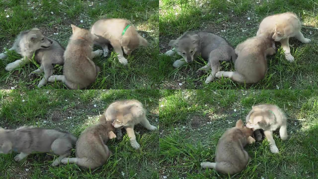 美丽有趣的萨尔洛斯猎狼犬小狗在公园的绿色草坪上玩耍素材视频