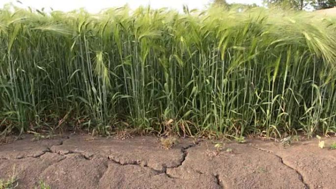 大地因干旱而裂开了小麦