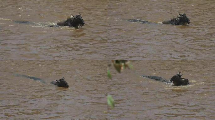在马拉河中，一只角马挣扎着从一只鳄鱼手中挣脱出来