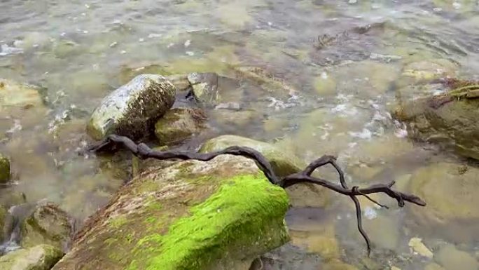 木树枝躺在海石上