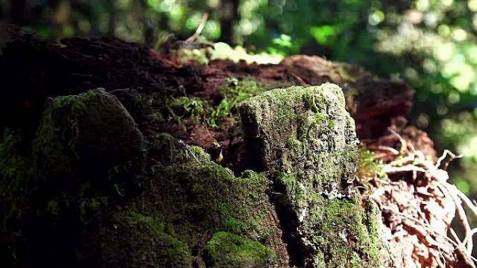 泰国清迈Doi Inthanon国家公园Ang Ka Luang自然步道的树枝上的泥炭藓。