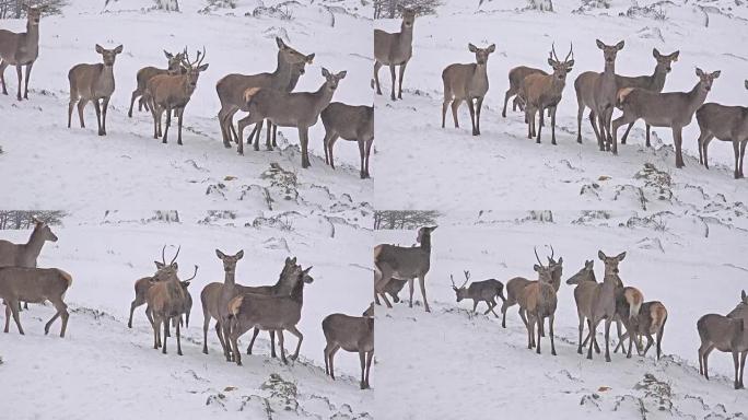 鹿群在雪中奔跑-uhd股票视频