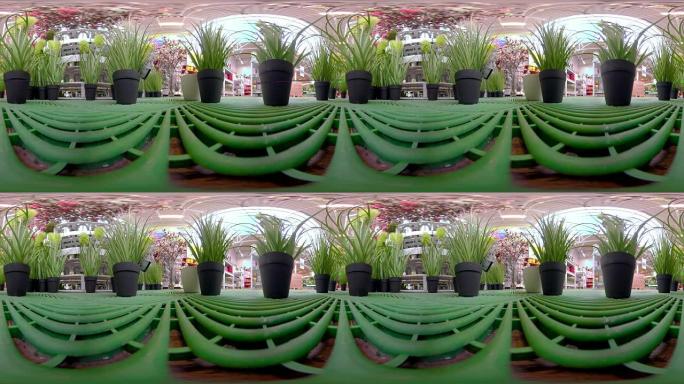 花园360虚拟花盆上的绿色植物
