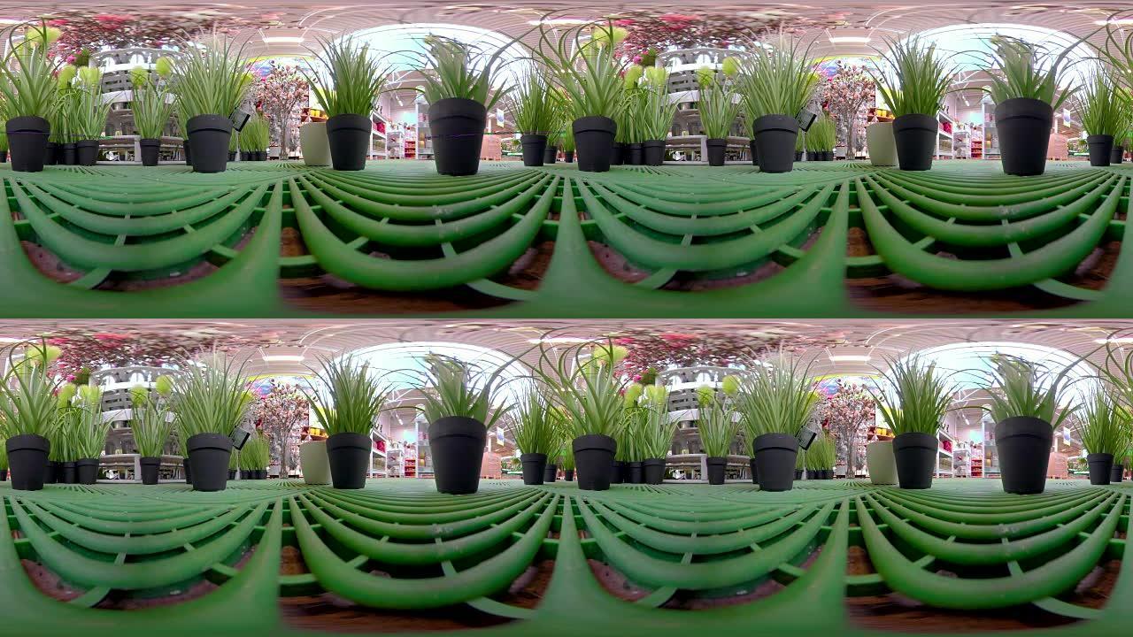 花园360虚拟花盆上的绿色植物