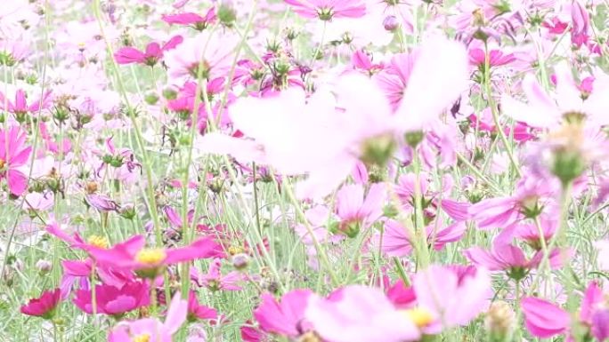 自然界中的宇宙花朵。