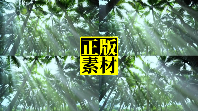 阳光树林 椰林 椰树 椰子树 丁达尔效应