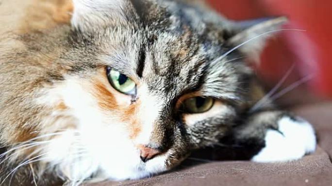 缅因州库恩猫的眼睛躺在沙发上试图睡觉的宏观特写