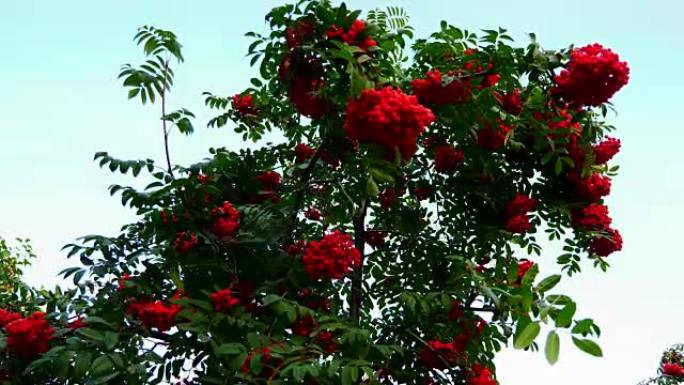 红色浆果和绿叶的罗文树枝在风中摆动。
