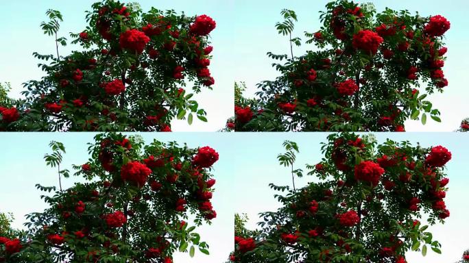 红色浆果和绿叶的罗文树枝在风中摆动。
