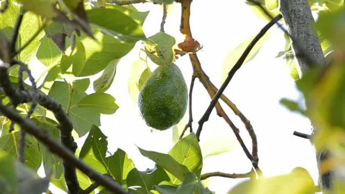 鳄梨果实挂在鳄梨树的树枝上