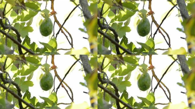 鳄梨果实挂在鳄梨树的树枝上