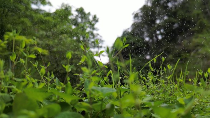 春日芳草地细雨润物