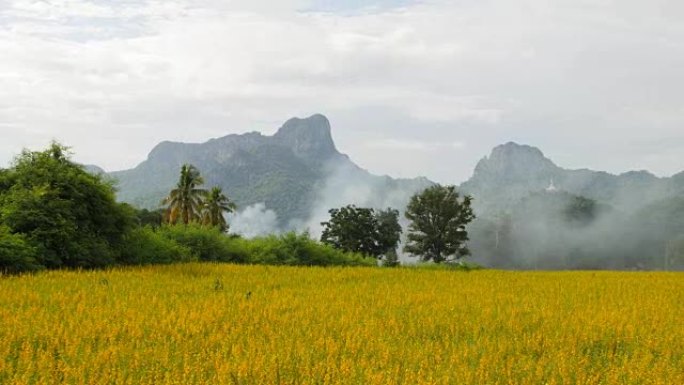 泰国，龙布里，阳光麻或马豆花与Khao Jeen Lae山背景