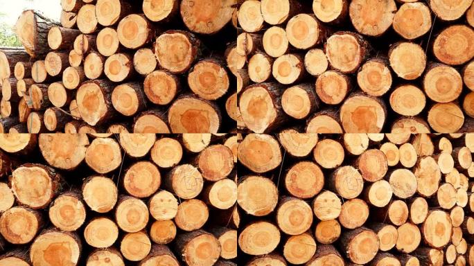 森林中的木材采伐。新砍伐的树木原木堆积如山。工业用木材储存。4k proores总部编解码器