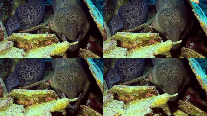 海鳗从礁石洞中伸出头。