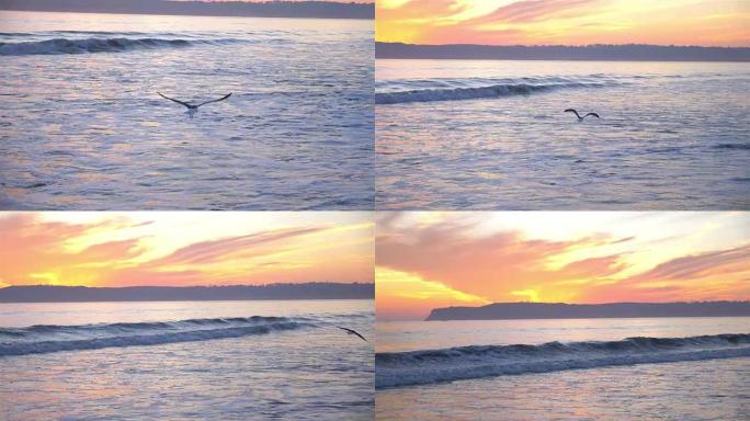 海鸥在海洋上空慢动作飞行
