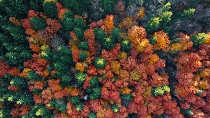 空中俯视图: 在阳光明媚的秋天，在喀尔巴阡山脉飞越美丽的混交林。鲜艳的色彩。