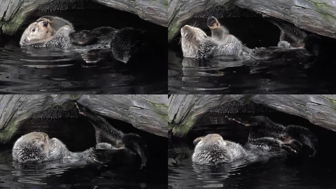 水中的卡兰海獭