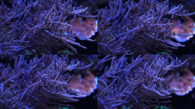 丹妮丝侏儒海马环顾四周。美丽的海洋珊瑚。慢动作