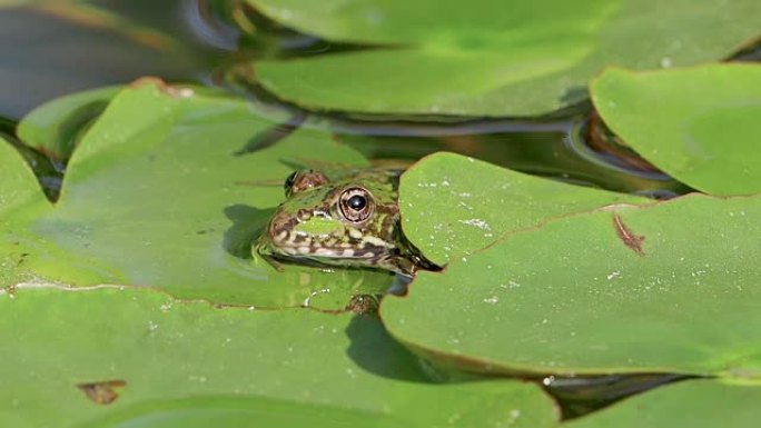 一只青蛙坐在池塘里